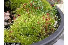 Attēlu rezultāti vaicājumam “Leptobryum pyriforme”
