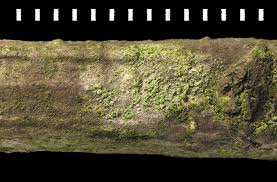 Attēlu rezultāti vaicājumam “Scoliciosporum chlorococcum”