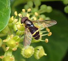 Attēlu rezultāti vaicājumam “Dasysyrphus tricinctus”