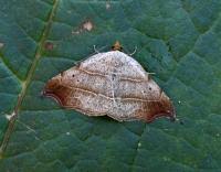 Attēlu rezultāti vaicājumam “Laspeyria flexula”