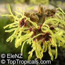 Attēlu rezultāti vaicājumam “Hamamelis mollis flower”