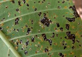 Attēlu rezultāti vaicājumam “Pucciniales”