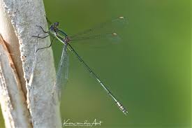Attēlu rezultāti vaicājumam “Chalcolestes viridis”