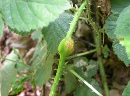 Attēlu rezultāti vaicājumam “Lasioptera rubi”