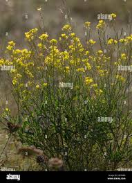 Attēlu rezultāti vaicājumam “Diplotaxis tenuifolia leaf”