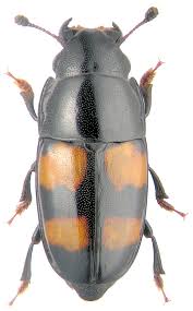 Attēlu rezultāti vaicājumam “Glischrochilus grandis”