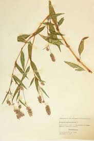 Attēlu rezultāti vaicājumam “Polygonaceae”