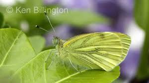 Attēlu rezultāti vaicājumam “Pieris napi underside”
