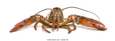 Image result for Homarus americanus