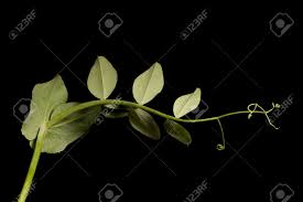 Attēlu rezultāti vaicājumam “Pisum sativum leaf”