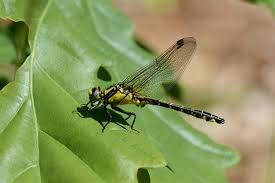 Attēlu rezultāti vaicājumam “Gomphus vulgatissimus”
