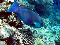 Image result for Chlorurus gibbus