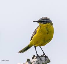 Attēlu rezultāti vaicājumam “Motacilla flava flava”