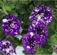 Image result for Petunie