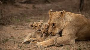 Attēlu rezultāti vaicājumam “Caprimulgus europaeus nest”
