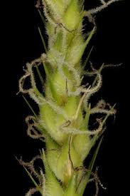 Attēlu rezultāti vaicājumam “Carex hirta female flower”