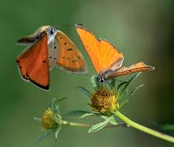 Attēlu rezultāti vaicājumam “Lycaena dispar”