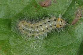 Attēlu rezultāti vaicājumam “Diaphora mendica”