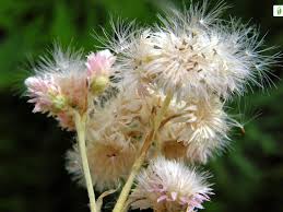 Attēlu rezultāti vaicājumam “Antennaria dioica fruit”