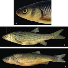 Image result for Squalius vardarensis