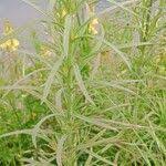 Attēlu rezultāti vaicājumam “Linaria vulgaris leaf”