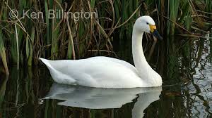 Attēlu rezultāti vaicājumam “Cygnus columbianus”