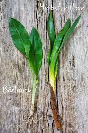 Image result for Herbstzeitlose