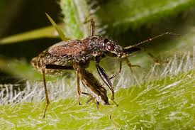 Attēlu rezultāti vaicājumam “Himacerus apterus”