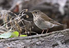 Image result for Catharus minimus