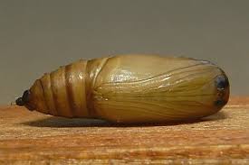 Attēlu rezultāti vaicājumam “Idaea emarginata”