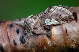 Attēlu rezultāti vaicājumam “Diloba caeruleocephala”