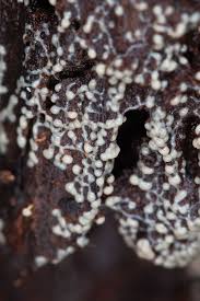 Attēlu rezultāti vaicājumam “Physarum diderma macro”