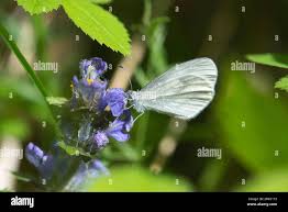 Attēlu rezultāti vaicājumam “Leptidea sinapis underside”