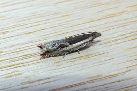 Attēlu rezultāti vaicājumam “Ancylis apicella”