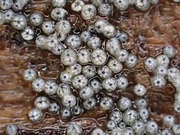 Attēlu rezultāti vaicājumam “Lasiosphaeria ovina”