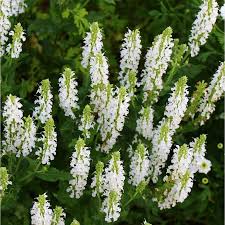 Image result for Salvia nemorosa