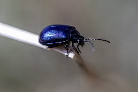 Attēlu rezultāti vaicājumam “Agelastica alni”