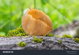 Attēlu rezultāti vaicājumam “Peziza repanda”