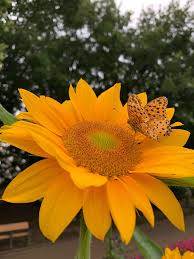Attēlu rezultāti vaicājumam “Argynnis laodice underside”