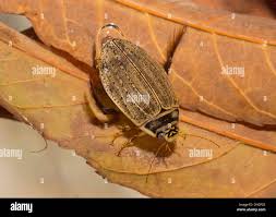 Attēlu rezultāti vaicājumam “Acilius sulcatus female”