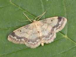 Attēlu rezultāti vaicājumam “Idaea biselata”