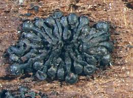 Attēlu rezultāti vaicājumam “Comatricha pulchella spores”