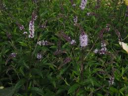 Attēlu rezultāti vaicājumam “Mentha x verticillata leaf”