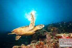 Image result for Eretmochelys imbricata