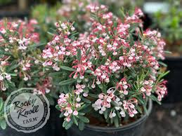 Attēlu rezultāti vaicājumam “Andromeda polifolia leaf”