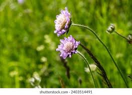 Image result for Knautia dipsacifolia