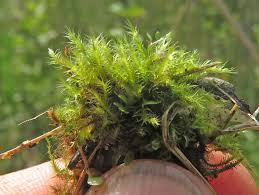 Attēlu rezultāti vaicājumam “Leiocolea rutheana sporophyte”