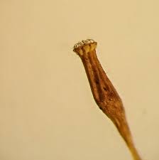 Attēlu rezultāti vaicājumam “Orthotrichum affine var. affine”