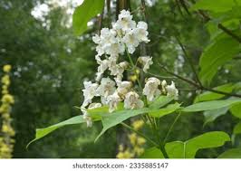Attēlu rezultāti vaicājumam “Catalpa ovata flower”