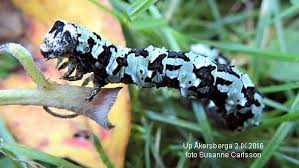 Attēlu rezultāti vaicājumam “Odontopera bidentata”